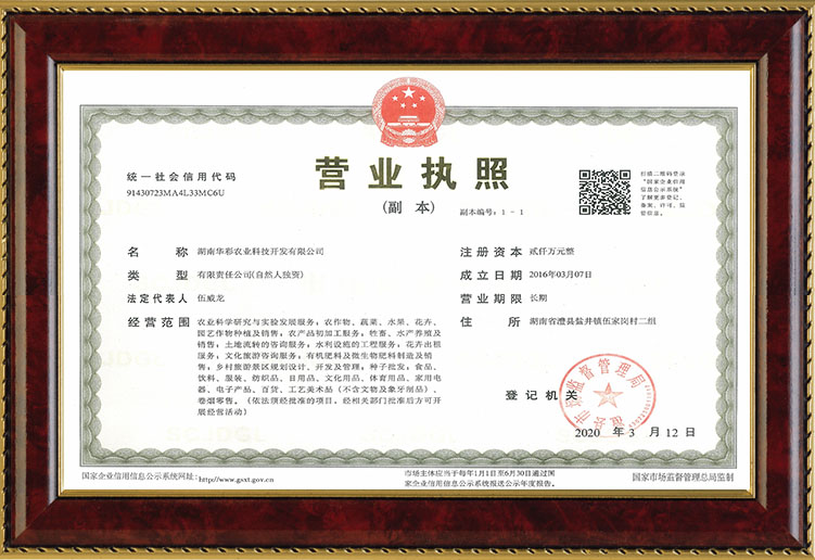 彩色油菜花的研究与开发推广