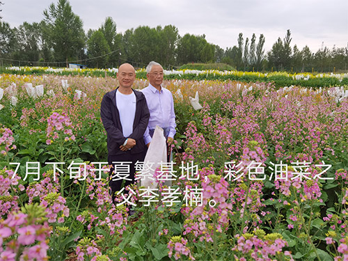 彩色油菜花的研究与开发推广