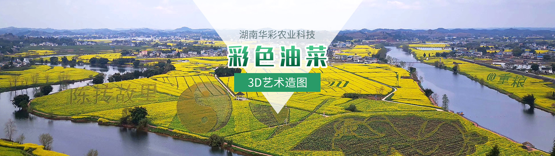 彩色油菜花的研究与开发推广