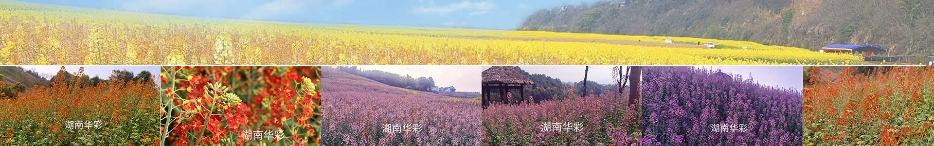 彩色油菜花的研究与开发推广