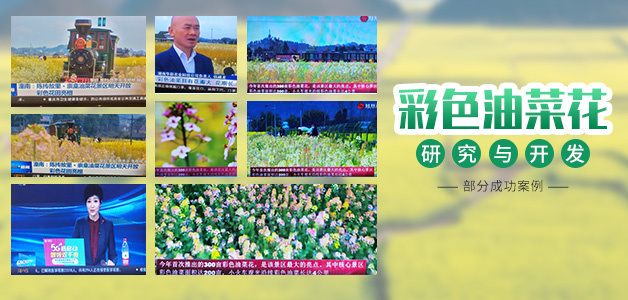 彩色油菜花的研究与开发推广