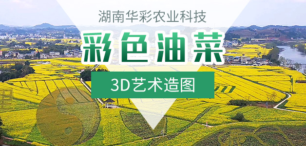 彩色油菜花的研究与开发推广